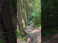 Alpine forest at the Plateau des Glières #frenchalps #annecy #hautesavoie #FranceTravel