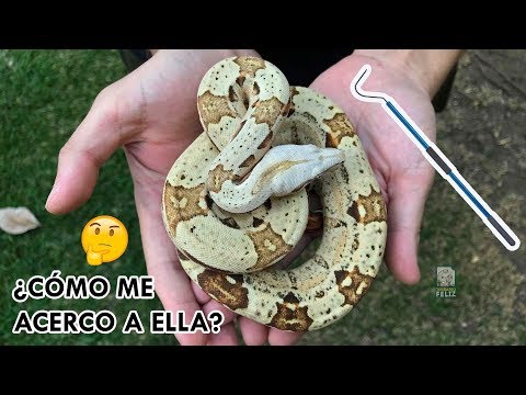 Video: Cómo criar orugas alemanas: 13 pasos (con imágenes)