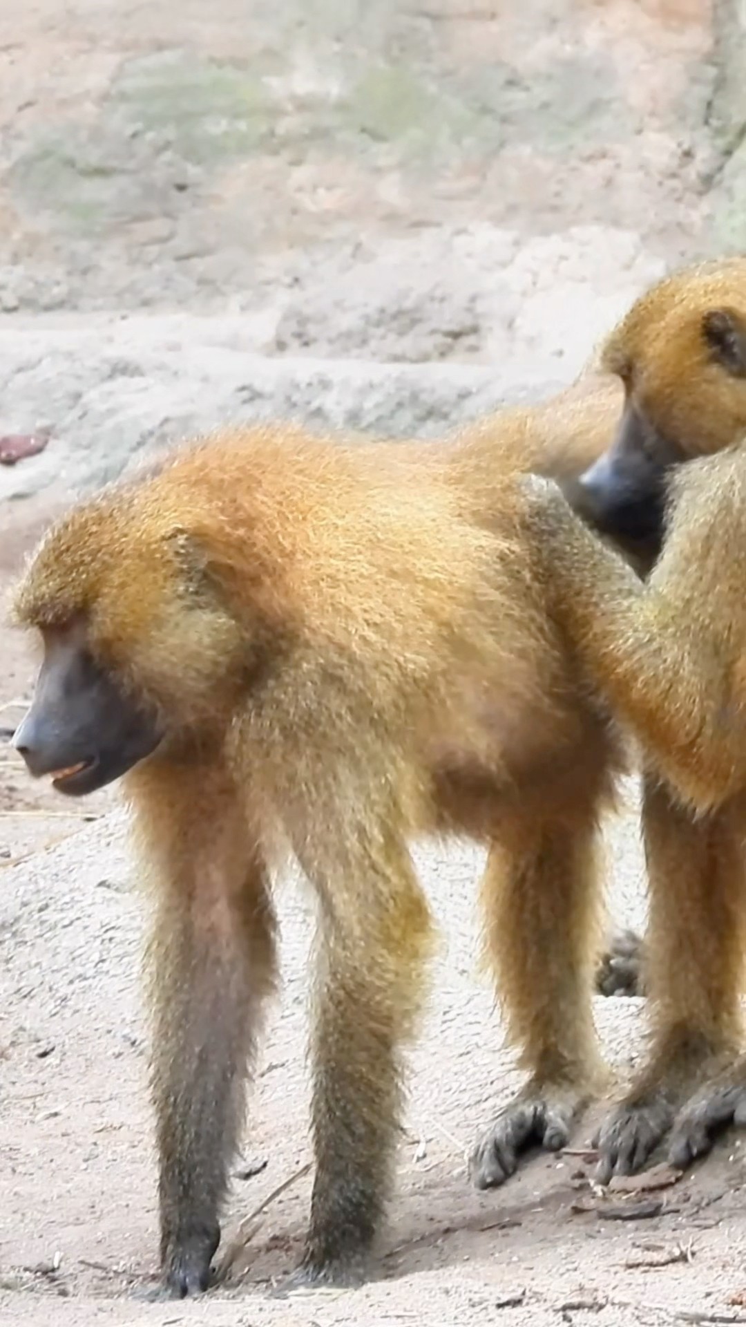 Monkeys Having Relaxation at Spa
