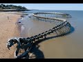 Serpent docan  france serpent skeleton beach in france shorts