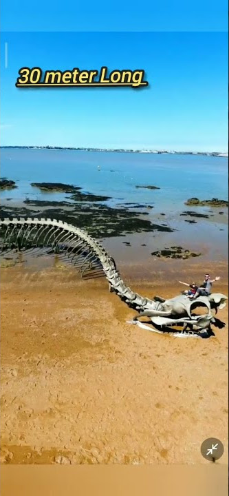 I found snake 🐍Skeleton in Google Map 😯😯😯😯. 