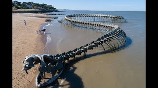 GIANT SNAKE SKELETON IN THE SEA OF FRANCE #Shorts 