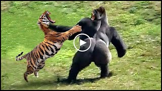 The stupid Monkey teased the mad Tiger, causing the entire group of hunted Monkeys to run away