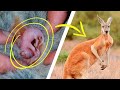 Смотрите Как Выглядят Новорожденные Животные