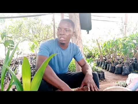 Vidéo: Planter des cocotiers : faire pousser des cocotiers à partir de noix de coco