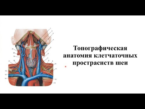 Клетчаточные пространства шеи