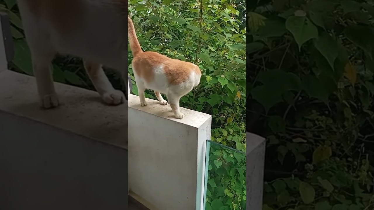 Time Machine Cats !!!! Longest Daily Cat's Story