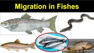 Fish Migration | Migrations of Pisces | Catadromous migration | Anadromous Migration