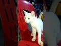 #kucing #tamu #istimewa