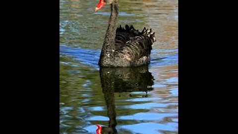 Myaskovsky: String Quartet #4 in F Minor, Op. 33, 4 - I Andante. Allegro. Andante ed appassionato