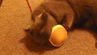 猫おもちゃ　どら焼き