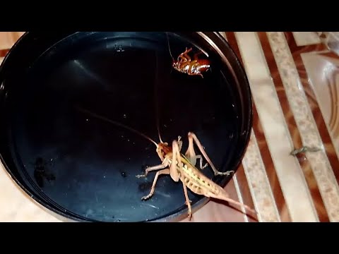 Кузнечики седакова (Gampsocleis sedakovii) .