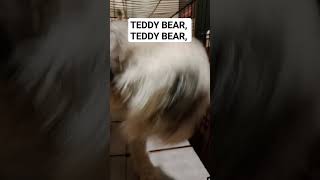Teddy Bear! #teddybear #Cute #shorts