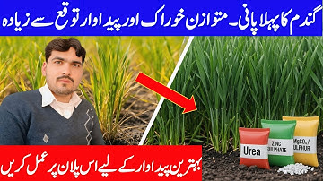 Wheat First Irrigation: Ideal Time, Amount & Complete Agronomy Guide | Weather Forecast Pakistan