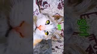Cat Eyes😻 #keşfet