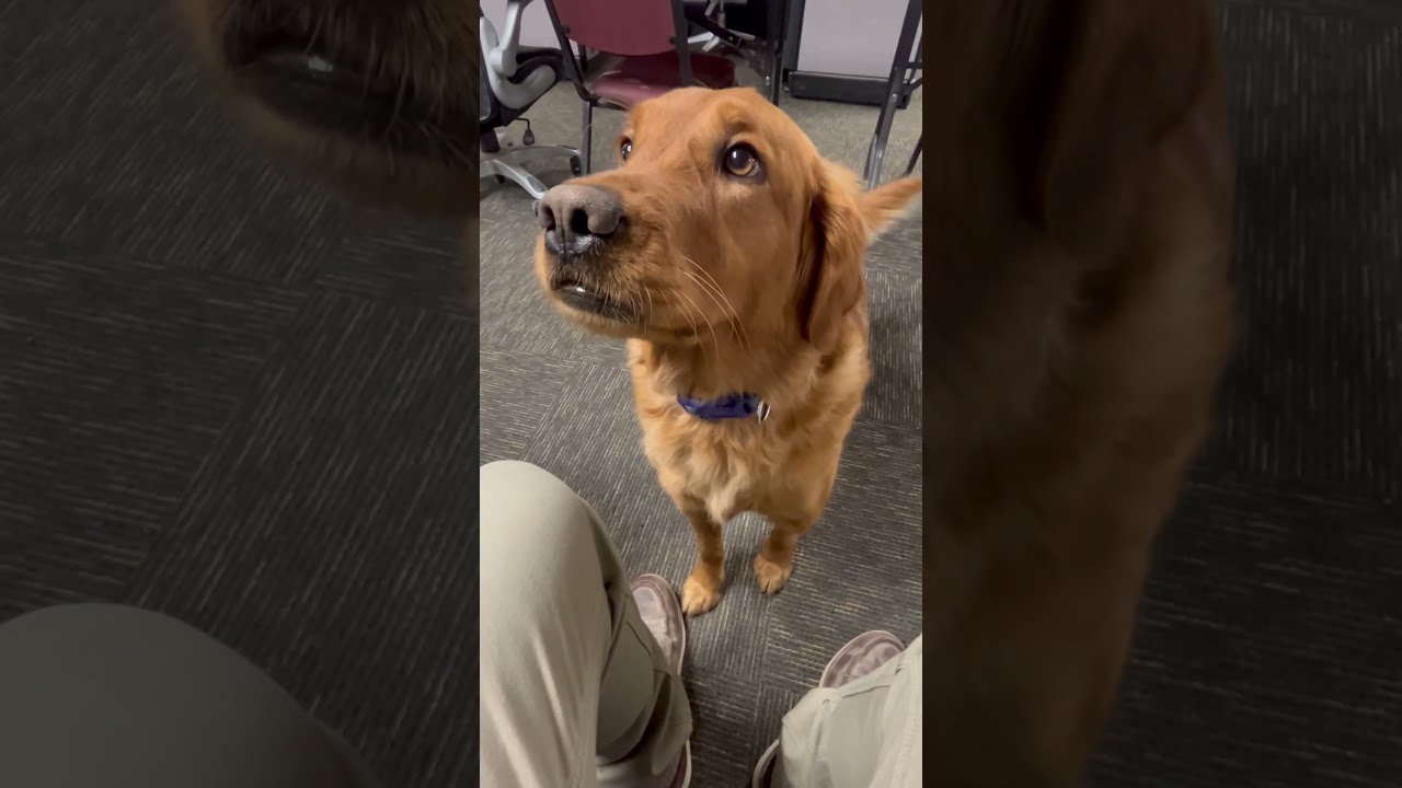 Monday Morning At Work Goldenretriever Notbitteratall