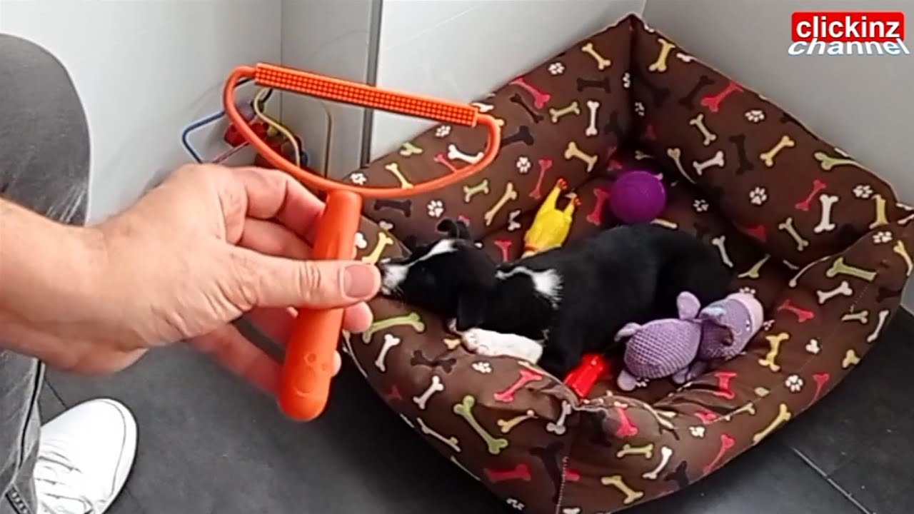 Accesorios para perros y gatos: Arnés, Peine Afeitador Quita Pelusa de Ropa, Bolso y Cuenco Plegable