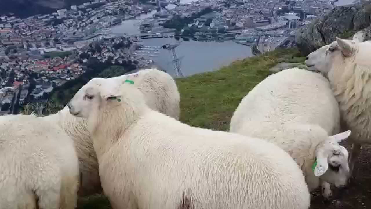 dark sheep attack dark sheep attack