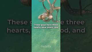 Octopuses Oceans 8-Legged Geniuses