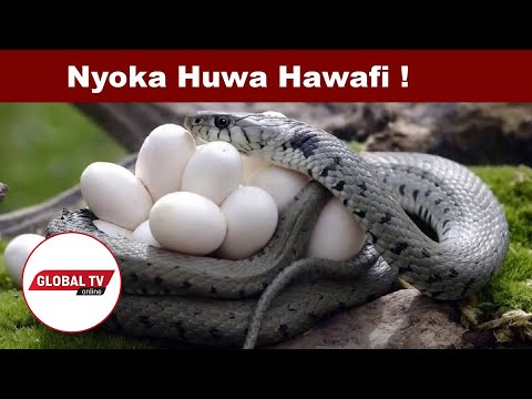 Video: Yote Kuhusu Nyoka - Ukweli Na Habari Za Nyoka