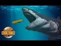 Live MEGALODON Found In MARIANA TRENCH - real or fake?