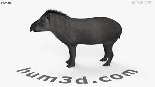Tapir 3D model by 3DModels.org