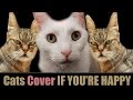 If youre happy and you know it  cats cover