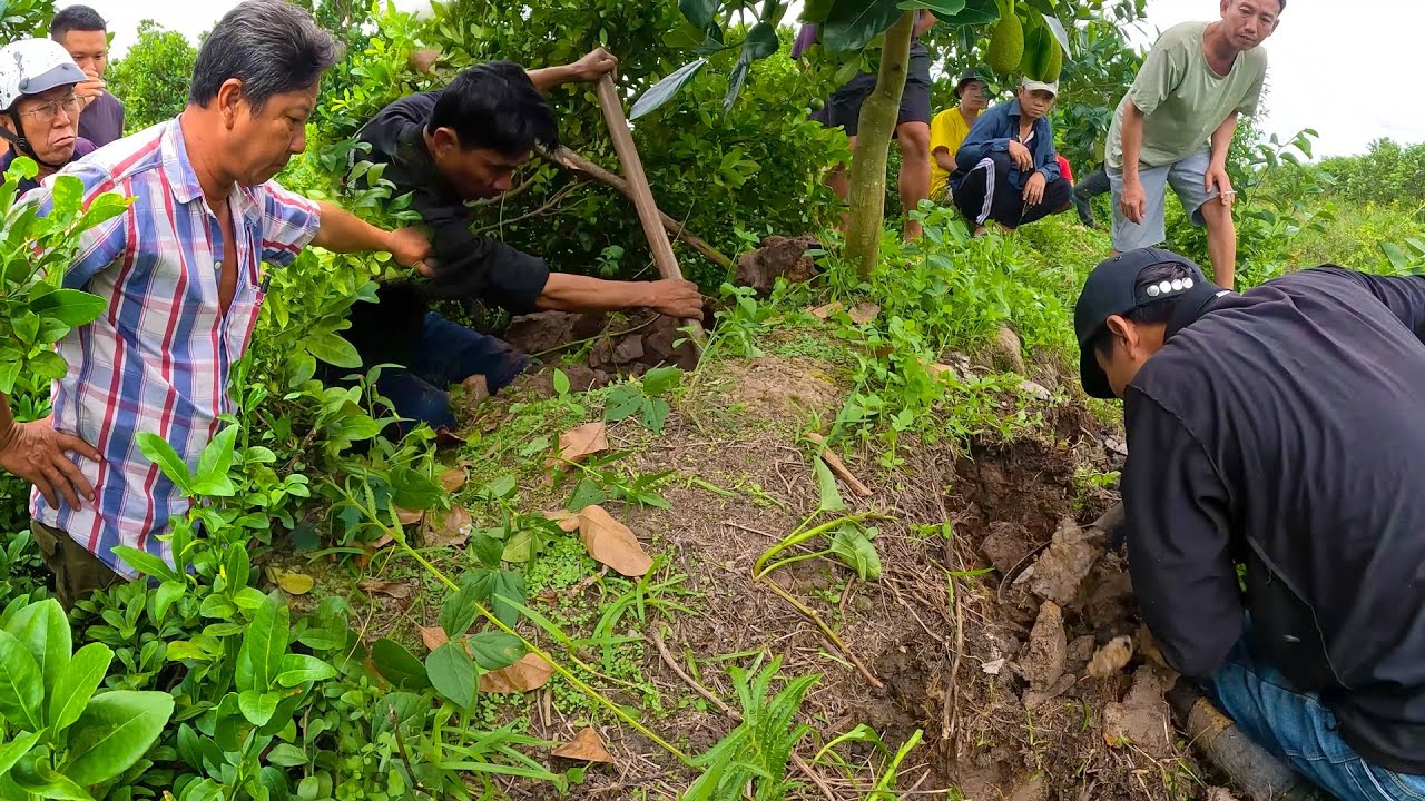 Giúp chú Út tìm bắt Rắn độc lột da trong vườn chanh ở Cao Lãnh Đồng Tháp | TGSB #655