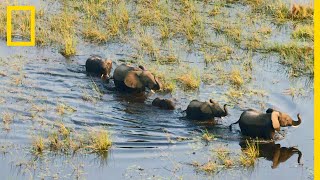 Les éléphants, architectes de l'Okavango | OKAVANGO : LE FLEUVE DES RÊVES