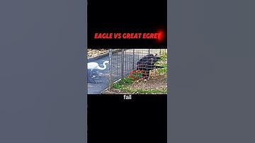 Eagle vs great egret #trending #animals #wildlife #eagle #birds #shorts