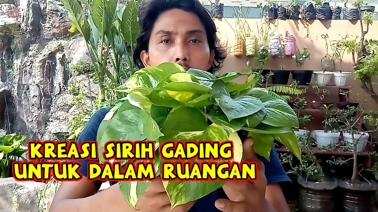 Kreasi Sirih Gading Untuk Di Dalam Ruangan