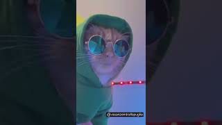 Techno cats can Dance #shorts #cats #subscribe