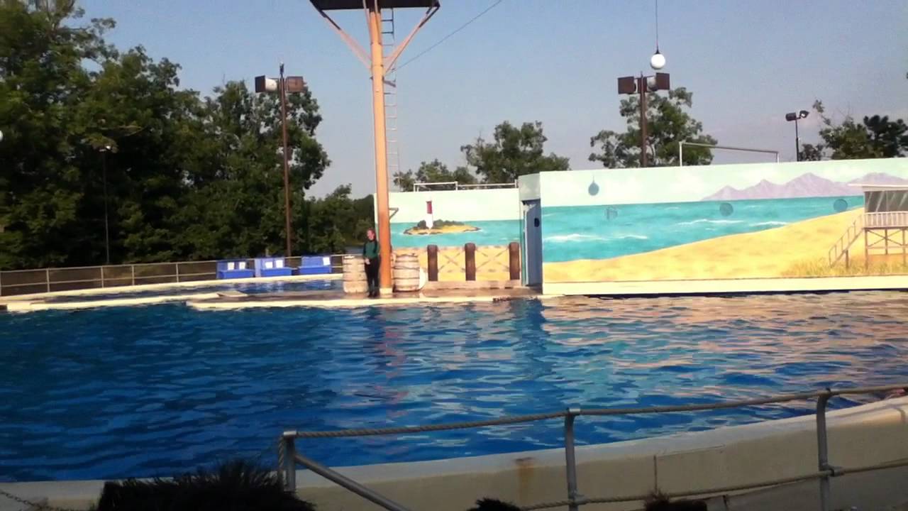 six-flags-dolphin-show-hd-youtube