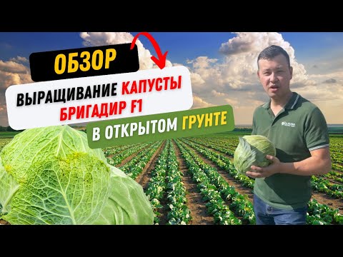 Как выращивать капусту в открытом грунте | ОБЗОР Фермера о выращивании капусты