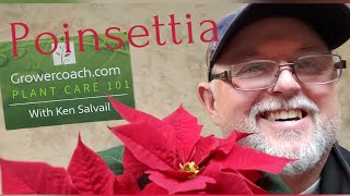 Pointsettia Plant Care 101 | How to take care of your poinsettia