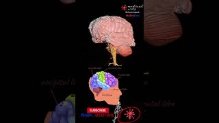Neuroanatomy - Areas Of Brain Structures - 3D