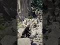 Stone walker are so tanked #crimsondesertgameplay #gaming #ps5 #psgames #ps4 #playstation #ps5pro