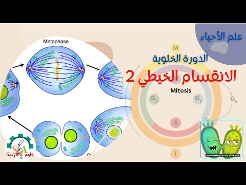 Mitosis - الانقسام الخيطي- علوم بالعربية