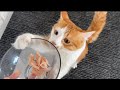 初めて食べた蒸しささみが美味しすぎて何度もおねだりする子猫【子猫成長日記#42】