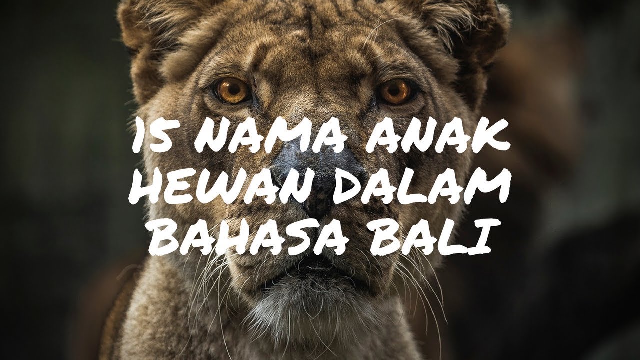 15 Nama Anak Binatang  Dalam  Bahasa  Bali  YouTube