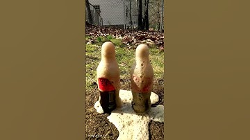 Coke Vs Nerds Rope Candy (Reverse Experiment) Reaction