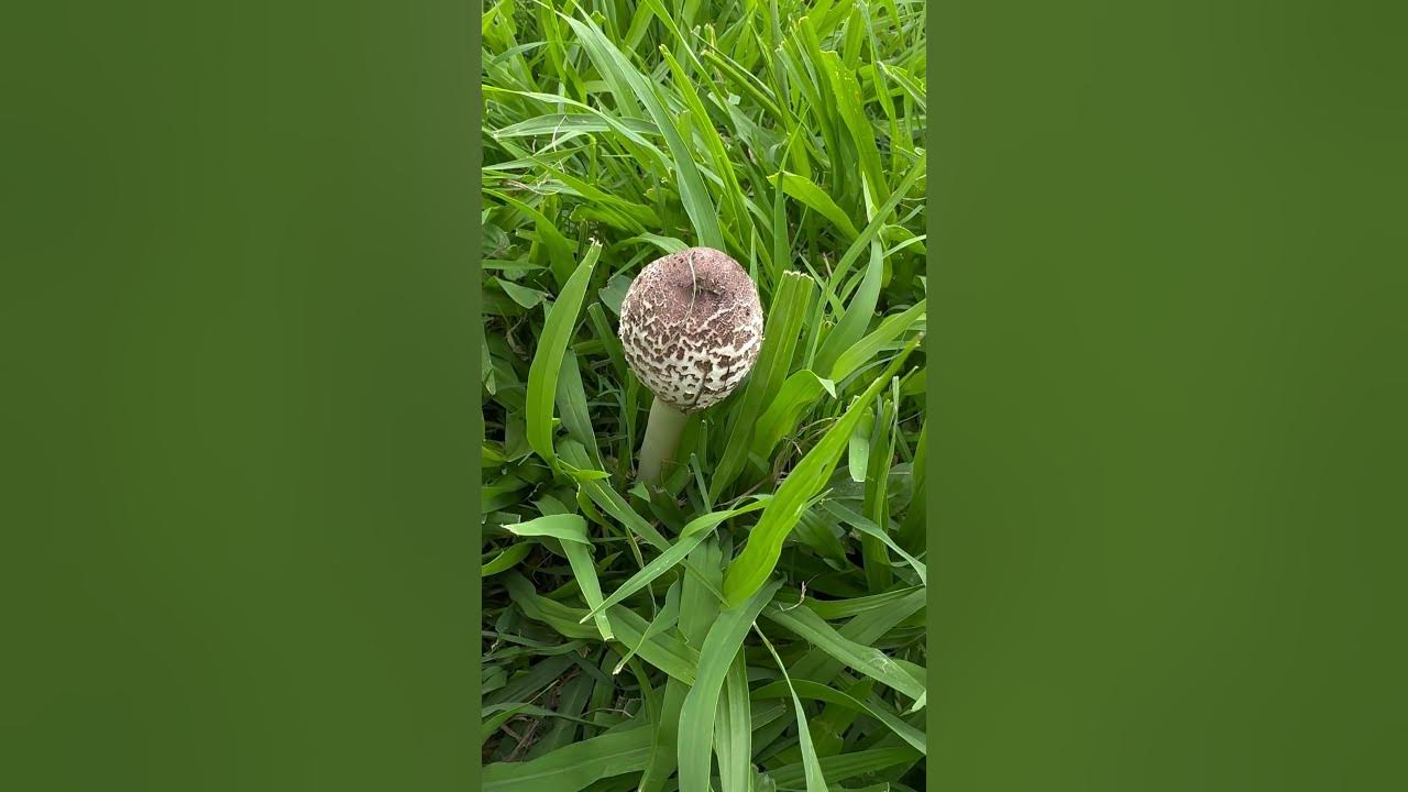 De aquí salen los GNOMOS y los DUENDES - de los Hongos! 🍄‍🟫