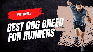 Best Dog Breeds For Runners by Bts Army 💜 234 views 2 years ago 1 minute, 56 seconds