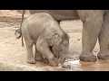 Jai Dee the Asian Elephant calf makes a splash