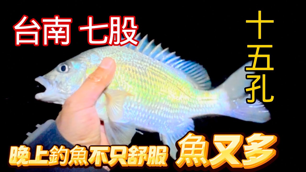 七股潟湖十五孔，都沒地方跑了，因為魚都在這裡！！