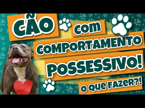 Vídeo: Treinamento Comportamental: Como evitar que um cão seja possessivo sobre os ossos