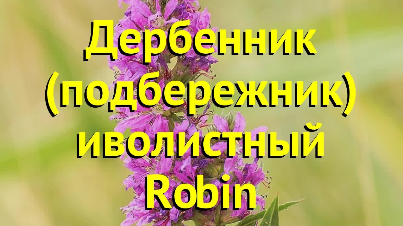 Дербенник иволистный Робин. Краткий обзор, описание характеристик lythrum salicaria Robin