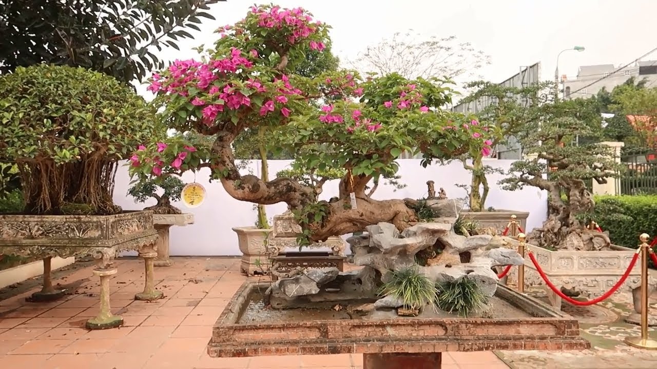 Cây Hoa giấy bonsai như Ngọc Nữ nghiêng mình Đặng Tiến Thụy - YouTube