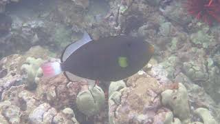 Pink tailed triggerfish closeup #2 at Ulua Beach