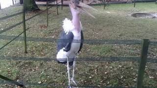 Marabut Leptoptilos Crumenifer,Śląski Ogród Zoologicznymarabou Stork, Silesian Zoological Garden